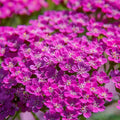 Cerise Queen Yarrow Seeds - Non-GMO Achillea millefolium Flower Seeds for Garden, Borders, Pollinator Attraction