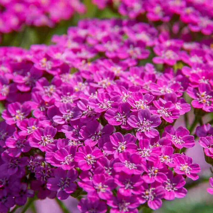 Cerise Queen Yarrow Seeds - Non-GMO Achillea millefolium Flower Seeds for Garden, Borders, Pollinator Attraction
