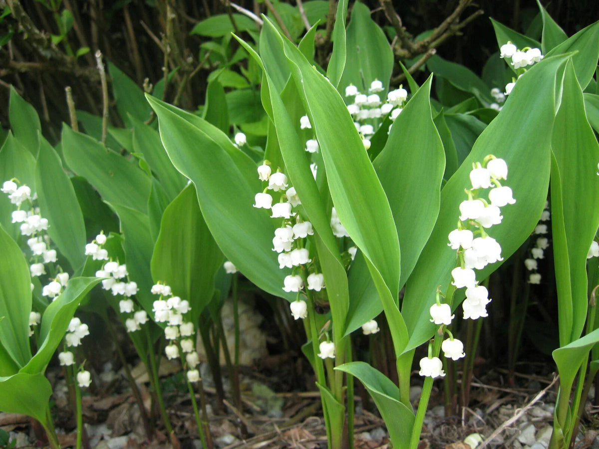 Lily of the Valley Live Plants & Bare Root Pips Set of 6 + 3 Fragrant White Flowers Convallaria majalis