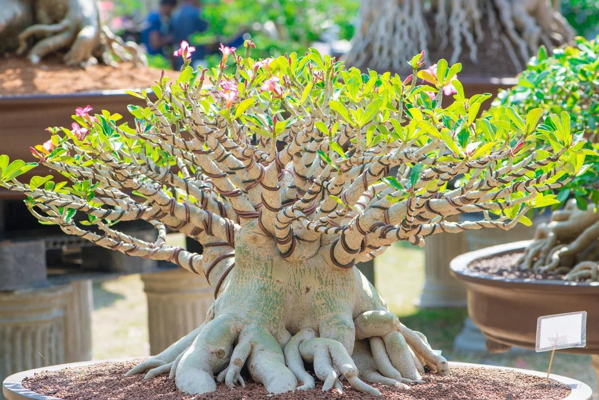 20 Rare Exotic Desert Rose Seeds - Adenium Obesum Mixed Colors for Bonsai Gardening