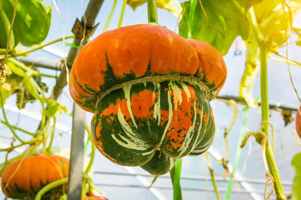 Turkish Turban Gourd Seeds - 10 Pack - Colorful Exotic Cucurbita maxima for Garden, Decorative Gourds, Fall Display