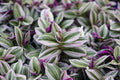 Pink Wandering Jew 6'' Tradescantia Nanouk Cuttings Indoor Houseplant