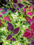 Rainbow Mix Coleus Seeds - 25+ Pack for Garden & Indoor Planting, Colorful Foliage, Solenostemon scutellarioides
