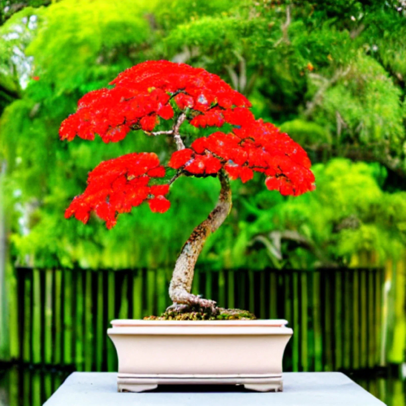 Red Flame Tree Seeds | 10 Count | Delonix regia Bonsai Seeds | Tropical Plant Seeds for Garden & Indoor Growth
