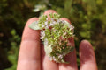 Florida Mountain Mint Seeds - Pycnanthemum floridanum, Native Perennial Herb for Gardens, Attracts Pollinators, 25 Seeds