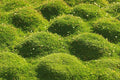 Irish Moss Seeds - 250+ Seeds, Ground Cover, Sagina subulata, Drought-Tolerant, Low Maintenance