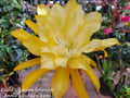 Epiphyllum David's Golden Splendor Unrooted Cuttings – 8-10 Inches Long, Tropical Cactus Propagation, Epiphyllum Hybrid