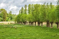 Forage Willow Plants - Starter Shrubs Salix spp. Fast Growing Shade and Forage for Livestock