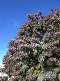 Purple Leaved Acacia Seeds - Baileyana v. purpurea - 10 Seeds for Ornamental Garden, Drought Tolerant, Purple Foliage