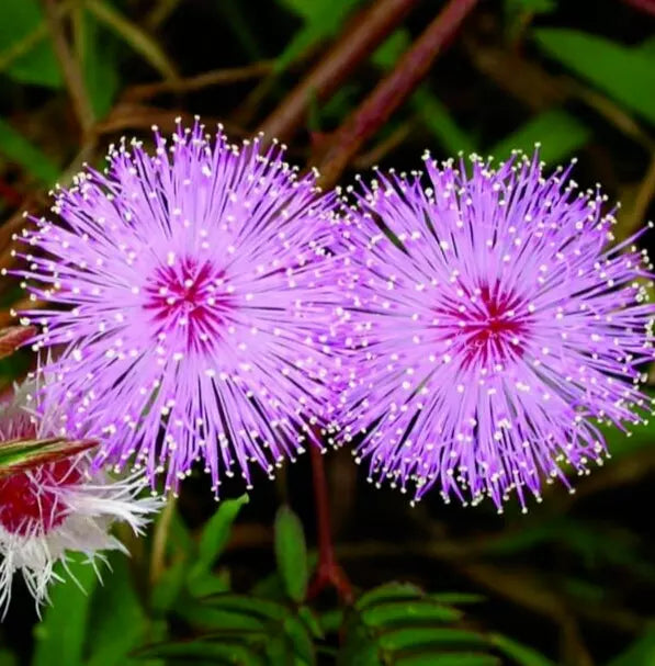 Mimosa Flower Seeds - 100+ Annual Wildflower, Sensitive Plant (Mimosa pudica), Pink Fluffy Flowers, Garden Seeds