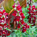 Snapdragon Seeds - Over 1000+ Night and Day Variety - Antirrhinum majus - Garden Planting for Borders & Containers
