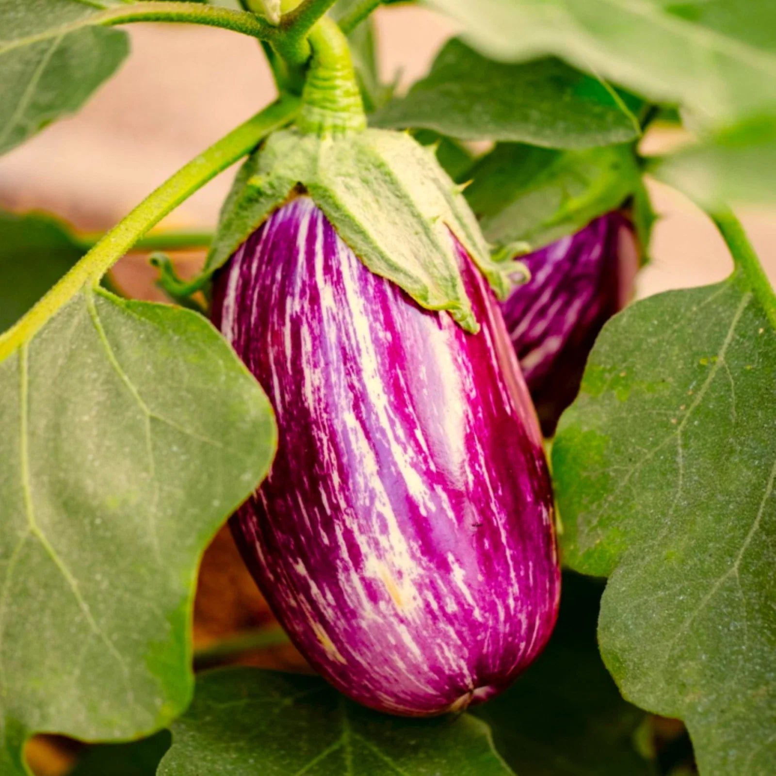 Pandora Striped Rose Eggplant Seeds, Purple White Striped, Solanum melongena, Vegetable Seeds for Garden & Container Planting