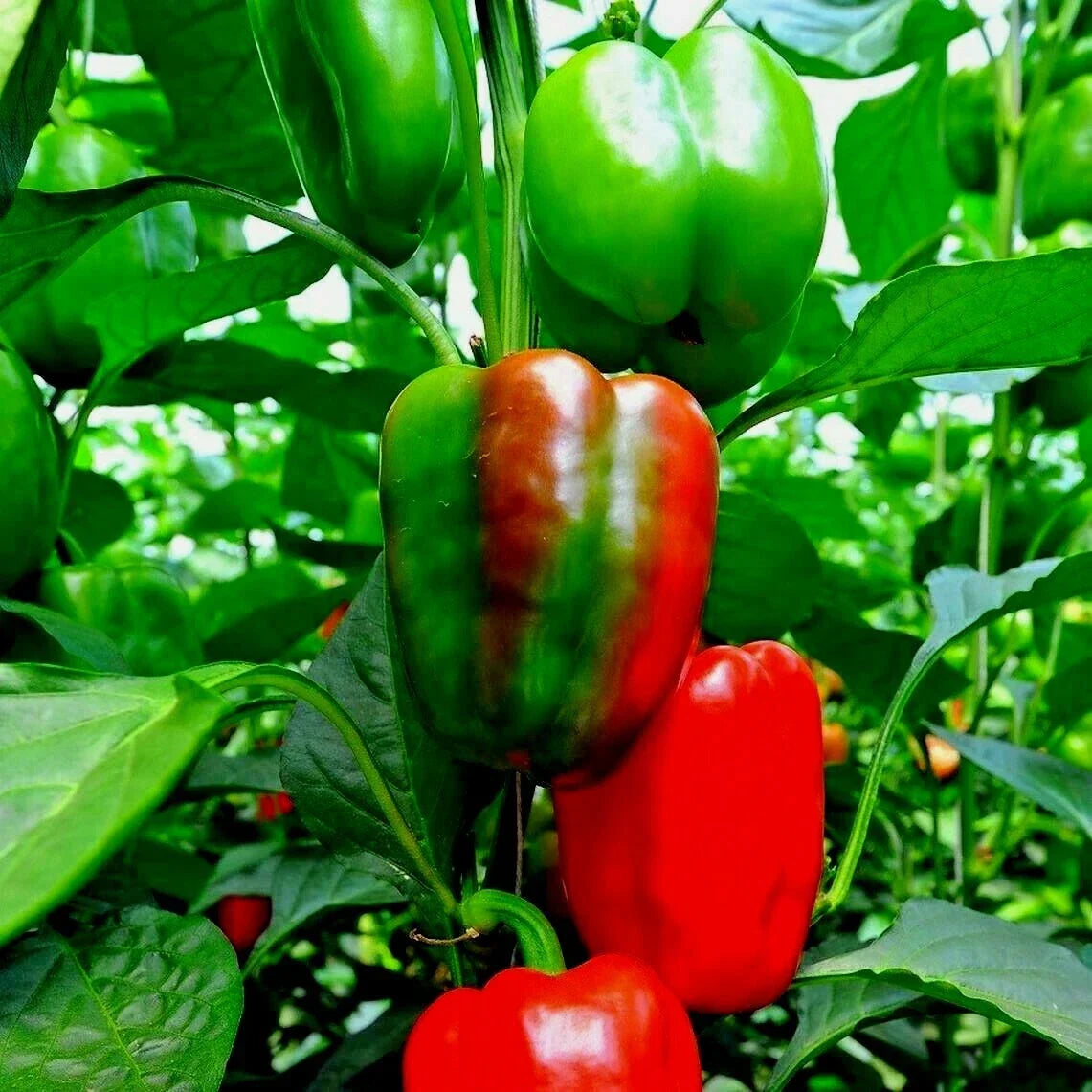 California Wonder Sweet Bell Pepper Seeds - Organic, 100+ Seeds for Container Gardening, Capsicum annuum