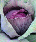 Red Acre Cabbage Seeds - 2g Premium Variety, Brassica oleracea, Compact, Nutritious, Non-GMO, for Home Gardens & Small Farms