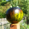 Green Zebra Tomato Seeds - Organic Heirloom Non-GMO, 30+ Pack, Solanum lycopersicum, Green Striped Tomato for Salad & Cooking