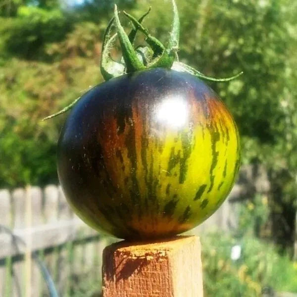 Green Zebra Tomato Seeds - Organic Heirloom Non-GMO, 30+ Pack, Solanum lycopersicum, Green Striped Tomato for Salad & Cooking
