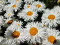 Crazy Daisy Shasta Seeds - Perennial Frilly White Flowers - Non-GMO 100 Seeds - Leucanthemum × superbum