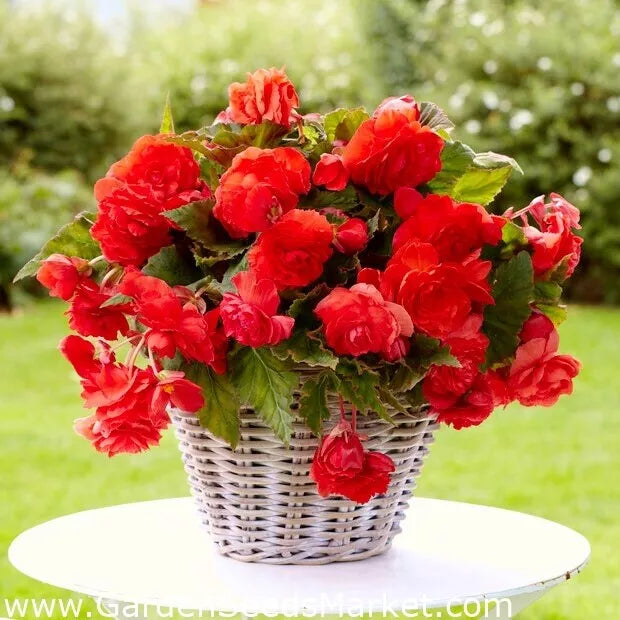 Begonia Seeds 500 Count - Hot Tip Red Begonia Glory - Tuberhybrida for Indoor & Outdoor Gardening
