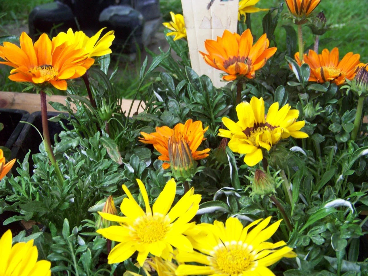Gazania Sunshine Mix Seeds – Perennial Flower, Vibrant Colors, Drought-Tolerant, Gazania rigens, 40 Seeds