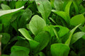 Arugula Seeds Pack of 2000 Non-GMO Eruca sativa for Home Gardening, Salad Greens, Rocket Salad, Garden Rocket