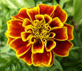 French Marigold Seeds - Tagetes Patula 'Durango' - 20 Pack, Vibrant Garden Flowers, Easy to Grow, Pollinator Attracting, Container & Bed Plants