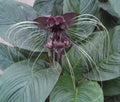 Black Bat Flower Plant - Tacca chantrieri Rooted in 3" Pot with Unique Dark Purple Flowers