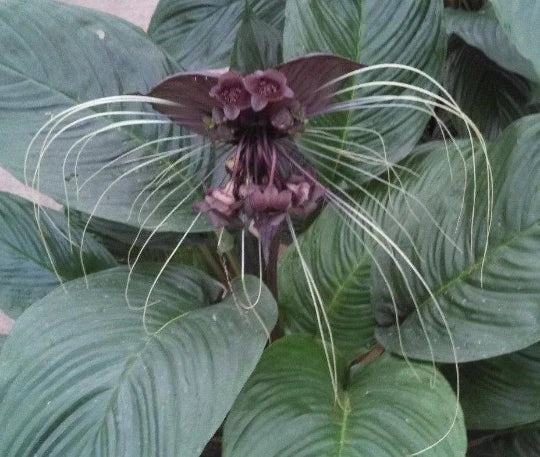 Black Bat Flower Plant - Tacca chantrieri Rooted in 3" Pot with Unique Dark Purple Flowers