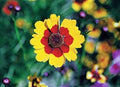 Coreopsis Seeds 100 Count Plains Tall Bright Yellow Flowers, Coreopsis tinctoria, Annual Wildflower, Butterfly Attracting