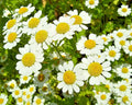 Roman Chamomile Seeds - 100 Pack, Herb for Sleep & Calming, Chamaemelum nobile, Low-Growing Perennial for Gardens