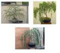Bonsai Willow Tree Bundle - 3 Large Trunk Cuts - Salix babylonica - Indoor/Outdoor Bonsai for Gardeners & Enthusiasts