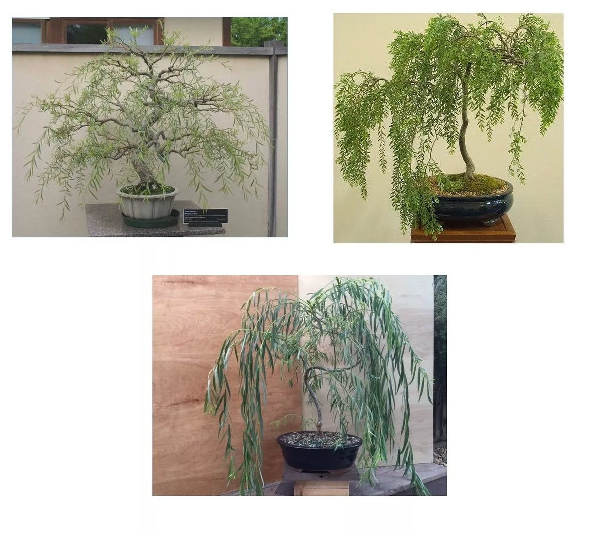 Bonsai Willow Tree Bundle - 3 Large Trunk Cuts - Salix babylonica - Indoor/Outdoor Bonsai for Gardeners & Enthusiasts