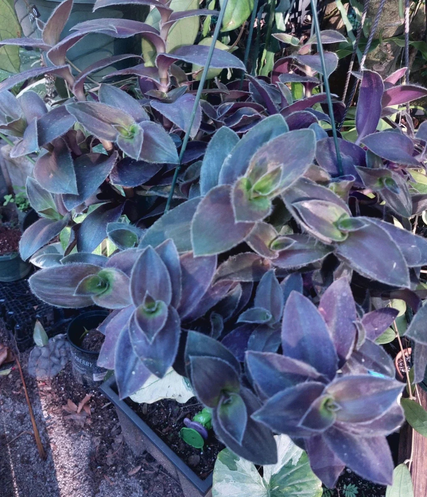 Tradescantia sillamontana Velvet Hill Fuzzy Cuttings – 3 Pieces, Fuzzy Silver Green Foliage, Indoor Plant Propagation