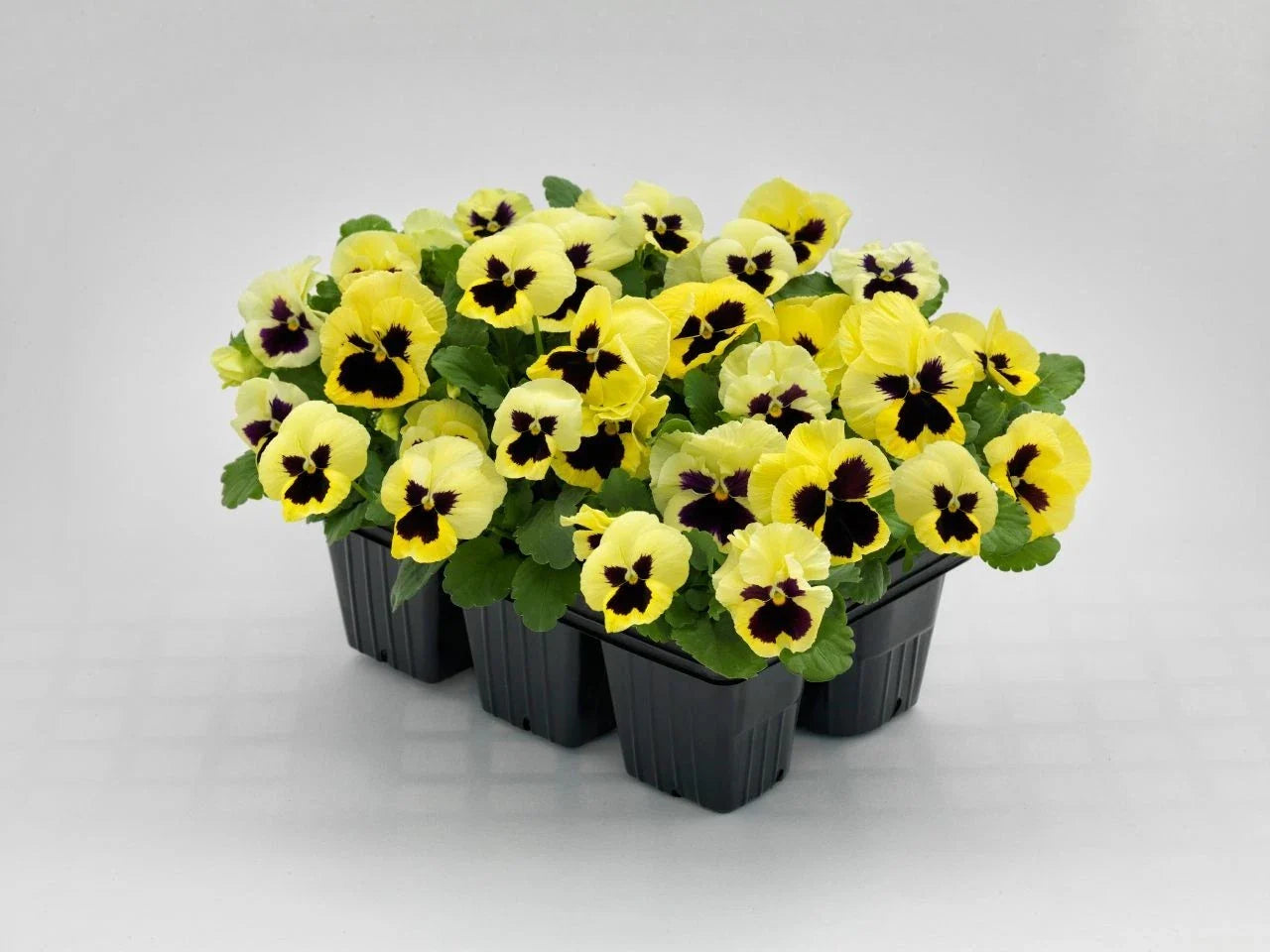 Pansy Seeds - 50 Pack - Inspire Plus Lemon Viola x wittrockiana Garden Flower Seeds for Containers & Borders
