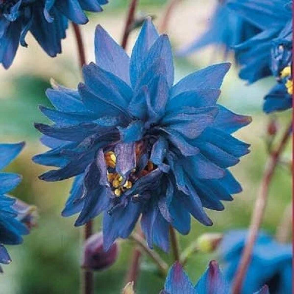 50 Barlow Blue Columbine Seeds - Perennial Aquilegia caerulea for Borders & Gardens - Attracts Pollinators