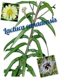 Wild Lettuce Seeds – 250+ Lactuca canadensis Annual Herb for Medicinal and Herbal Remedies