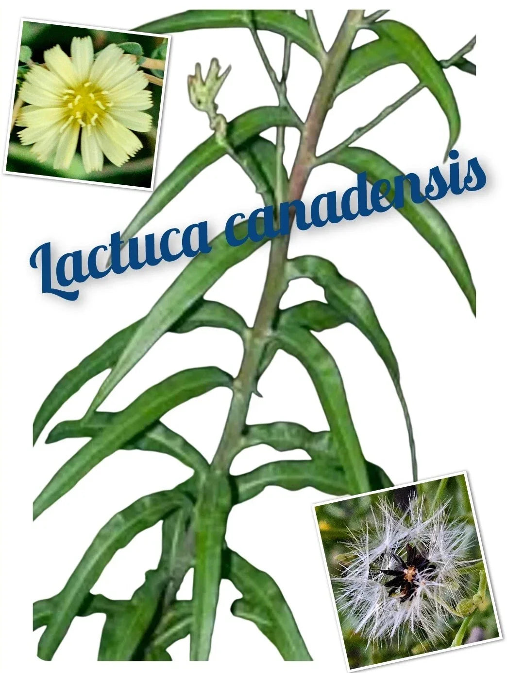 Wild Lettuce Seeds – 250+ Lactuca canadensis Annual Herb for Medicinal and Herbal Remedies