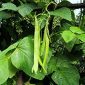 White Half Runner Bean Seeds – Organic Pole Variety for Vertical Gardening, Tender Beans, Phaseolus vulgaris