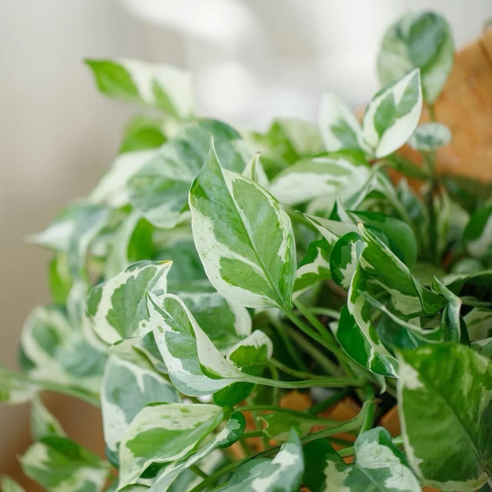 Pothos Cuttings 4-5" Pearls and Jade Variegated Indoor House Plant Epipremnum aureum