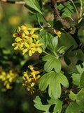 Golden Buffalo Currant Seeds, 30 Count, Ribes aureum, Edible Berry Plant, Native Shrub for Gardens