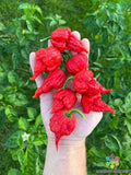 Jones19 Hot Pepper Seeds Pack of 25+ | Capsicum annuum | Spicy Culinary Peppers for Home Garden