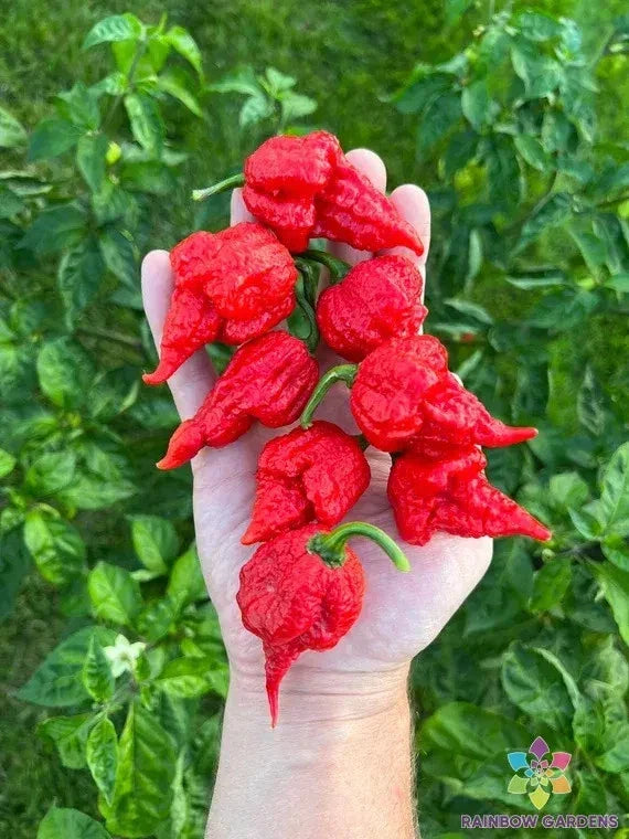 Jones19 Hot Pepper Seeds Pack of 25+ | Capsicum annuum | Spicy Culinary Peppers for Home Garden