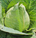 Early Jersey Wakefield Cabbage Seeds - Heirloom Brassica oleracea, 300+ Non-GMO Seeds for Home Garden & Market Growers