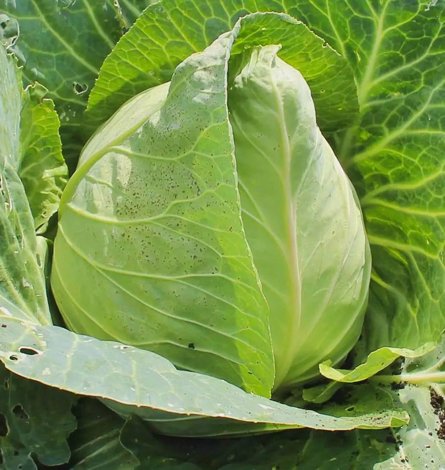 Early Jersey Wakefield Cabbage Seeds - Heirloom Brassica oleracea, 300+ Non-GMO Seeds for Home Garden & Market Growers