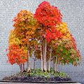 Trident Maple Tree Seeds - Acer buergerianum - Fall Colors, Bonsai Plant Seeds for Gardening & Landscaping