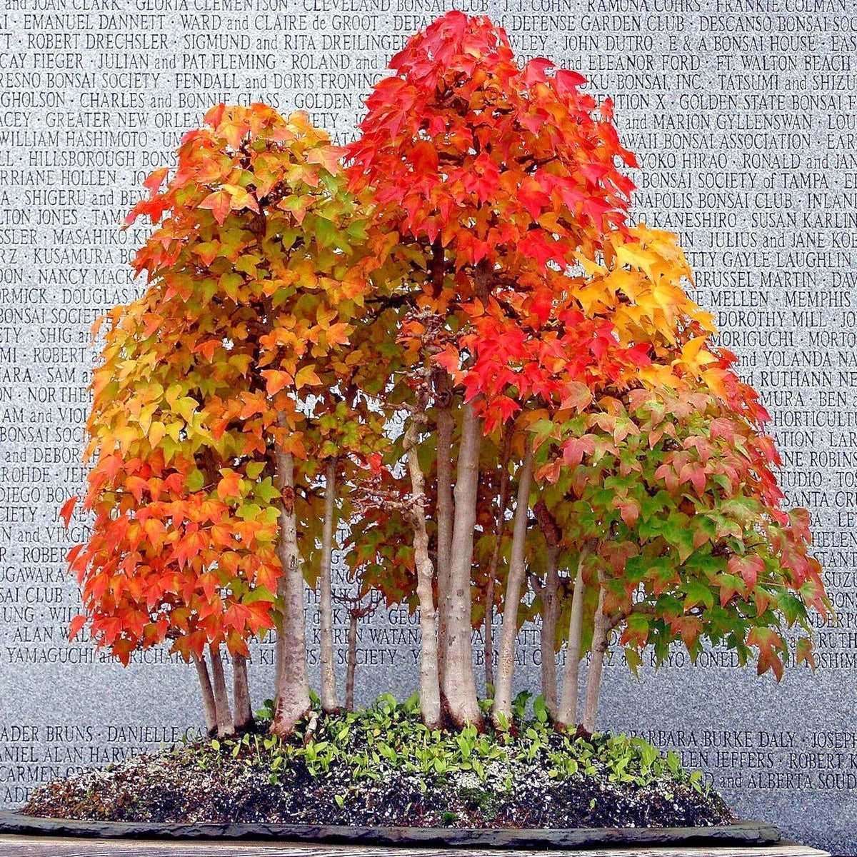 Trident Maple Tree Seeds - Acer buergerianum - Fall Colors, Bonsai Plant Seeds for Gardening & Landscaping