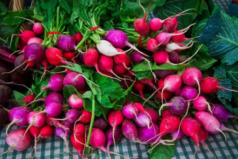 Easter Egg Radish Seeds - 500+ Count, Vegetable Garden Planting, Raphanus sativus, Heirloom, Non-GMO, USA Grown