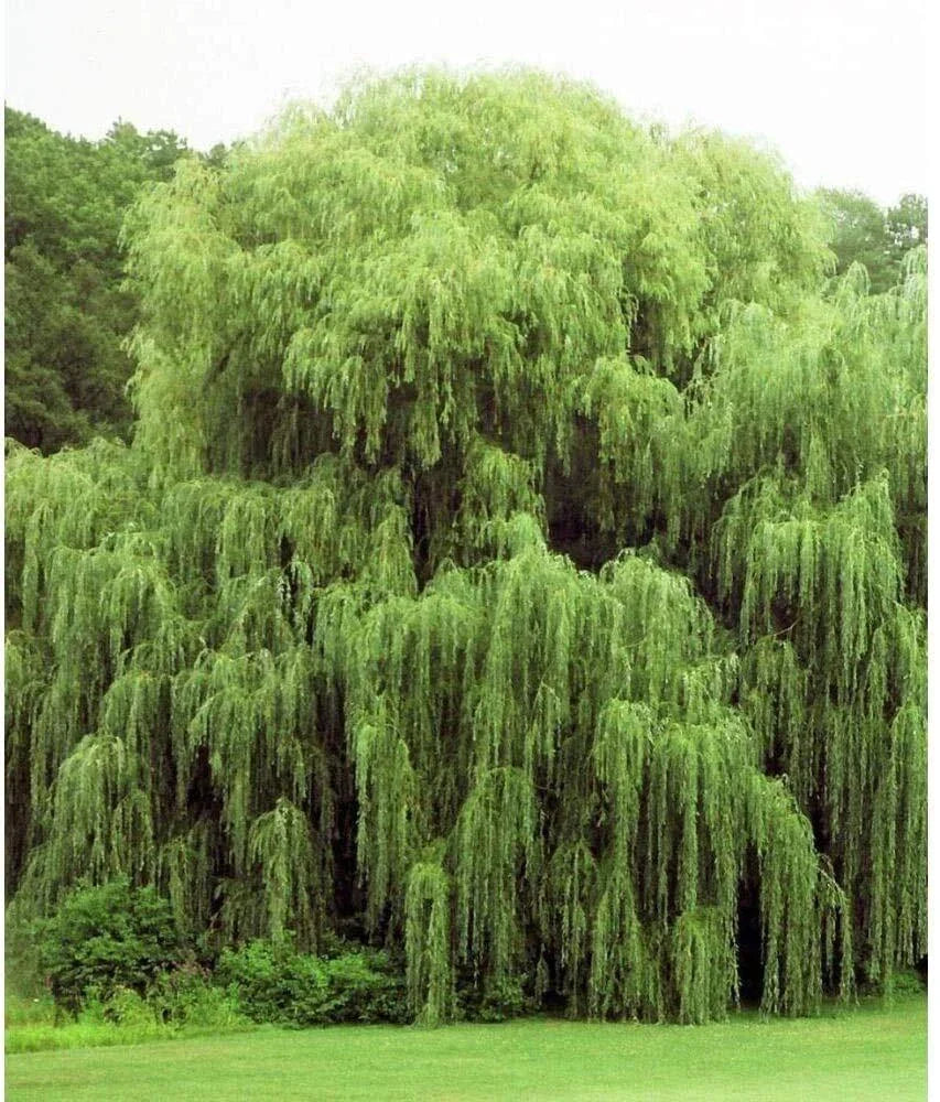 Golden Weeping Willow Trees - 2 Pack Live Plants with Arching Foliage - Salix babylonica 'Golden
