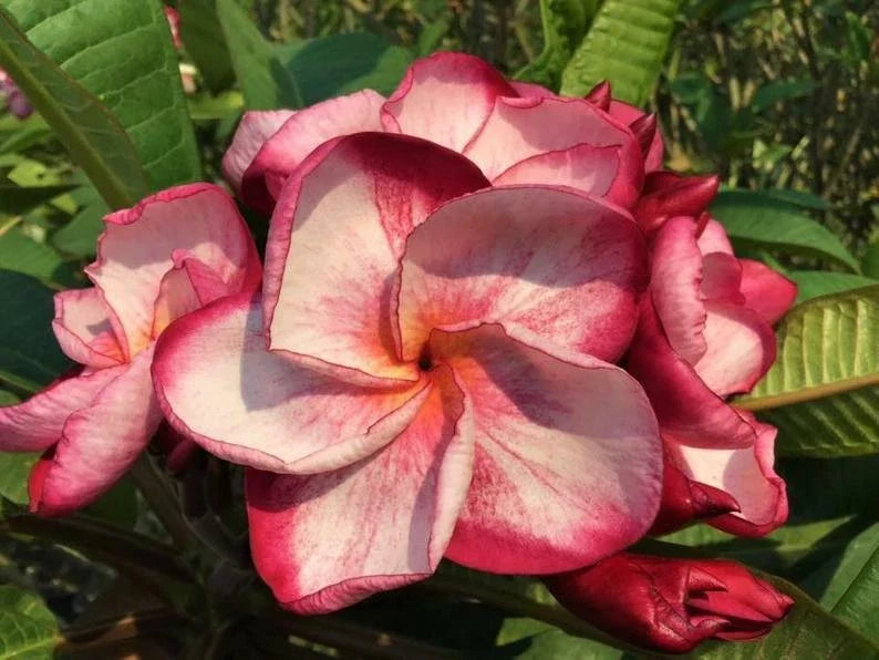Plumeria Seeds - 5 Pack Pink White Flowers - Perennial Frangipani Seeds - Tropical Garden Plant