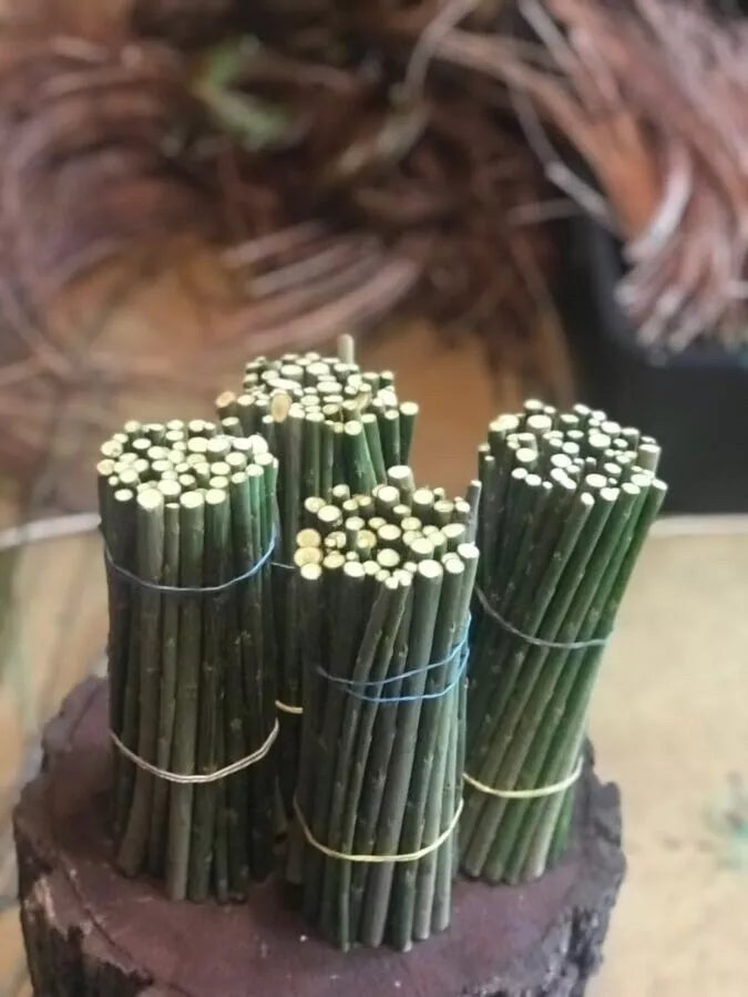 Black Willow Cuttings 12 Unrooted Salix Nigra for Bonsai & Ornamental Trees