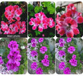 Rare Geranium Plants Set of 2 in Pots – Unique Colors, 10-12 Inch Tall Pelargonium spp. for Garden or Container